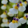 Kwiaty/flowers 
